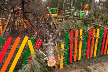 Kasırga ağaçlar parkta düştü