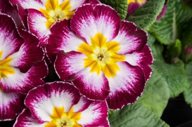 Çuha çiçeği Primula çiçekler