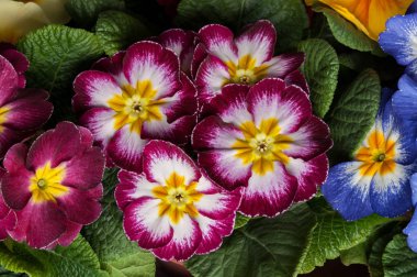 Çuha çiçeği Primula çiçekler