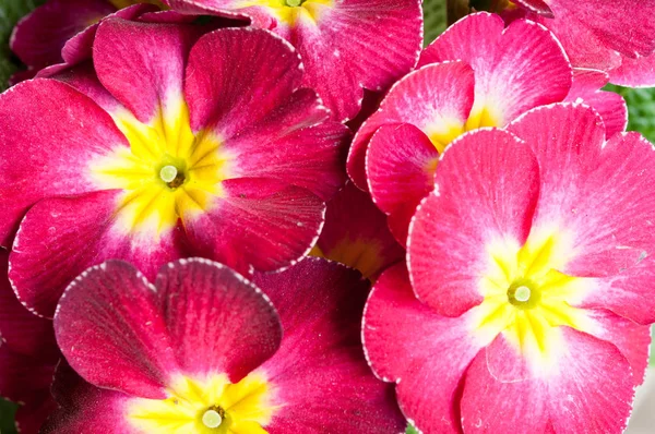 Primrose Primula flowers — Stock Photo, Image