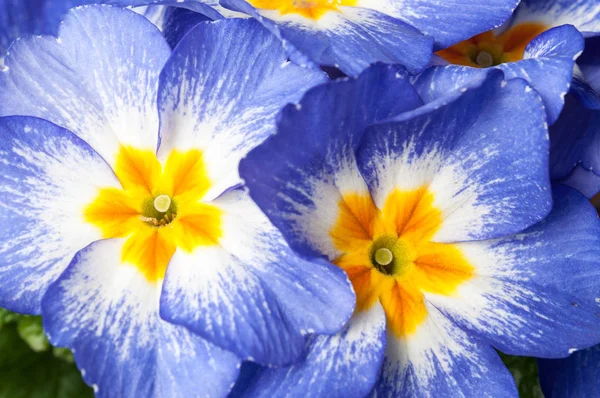 Цветы первобытной примулы — стоковое фото