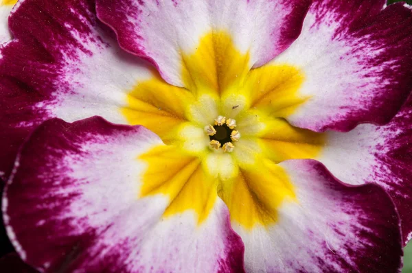 Primrose Primula bloemen — Stockfoto