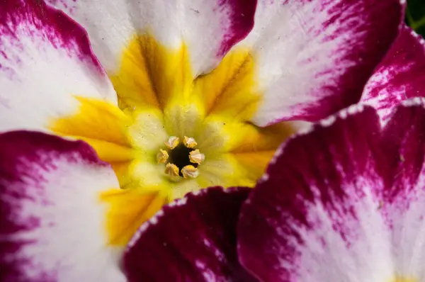 Primrose Primula bloemen — Stockfoto