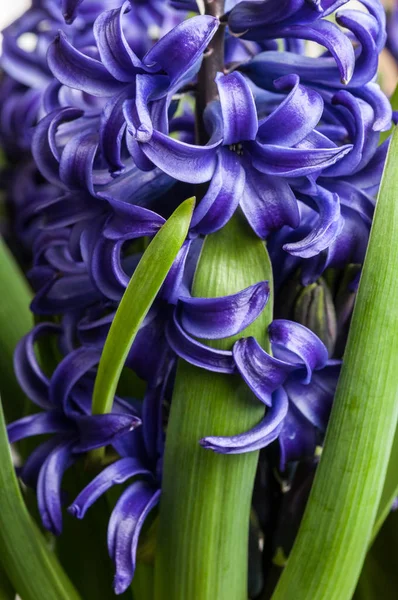 Lila gemensamma hyacint Stockbild