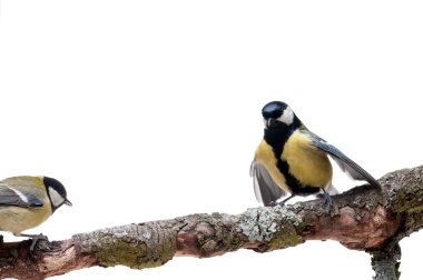 Beyaz arka plan önünde büyük baştankara