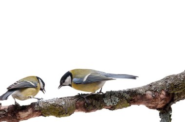 Beyaz arka plan önünde büyük baştankara