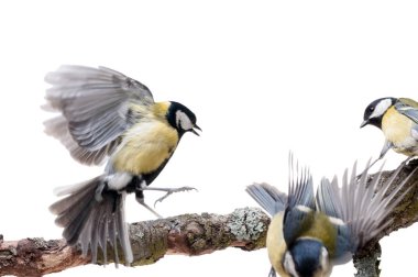 Beyaz arka plan önünde büyük baştankara