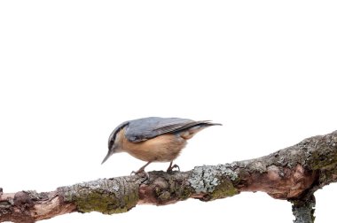 Avrupa sıvacı kuşu Sitta europaea beyaz arka plan üzerinde