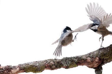 Beyaz izole kömür baştankara