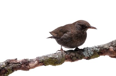 izole turdus merula kuş