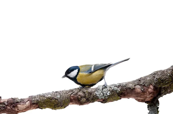 Great Tit in front of white background — Stock Photo, Image