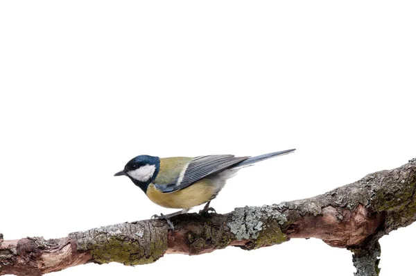 Talgoxen framför vit bakgrund — Stockfoto