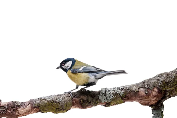 Talgoxen framför vit bakgrund — Stockfoto