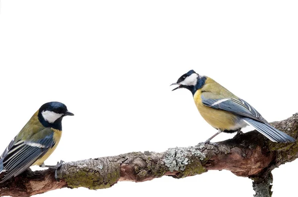 Kohlmeise vor weißem Hintergrund — Stockfoto