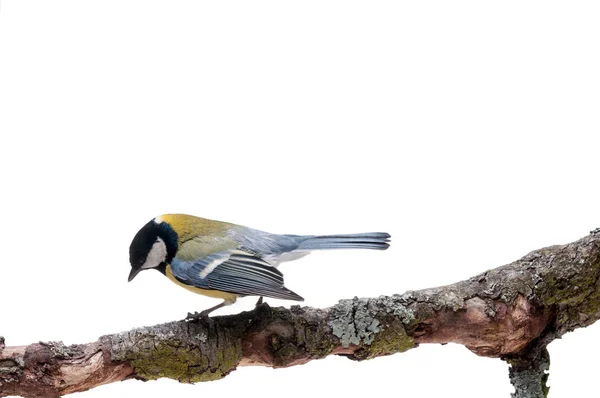 Great Tit in front of white background — Stock Photo, Image