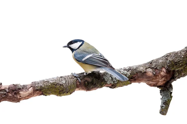 Great Tit in front of white background — Stock Photo, Image