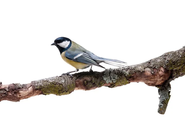 Talgoxen framför vit bakgrund — Stockfoto