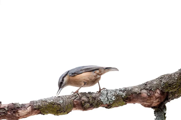 Kleiber sitta europaea auf weißem Hintergrund — Stockfoto