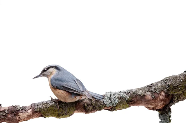 Europese Boomklever Sitta europaea op witte achtergrond — Stockfoto