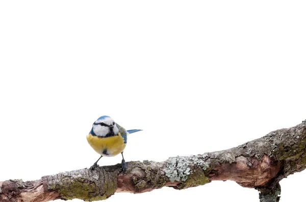 Mésange bleue perchée sur une branche isolée sur blanc — Photo