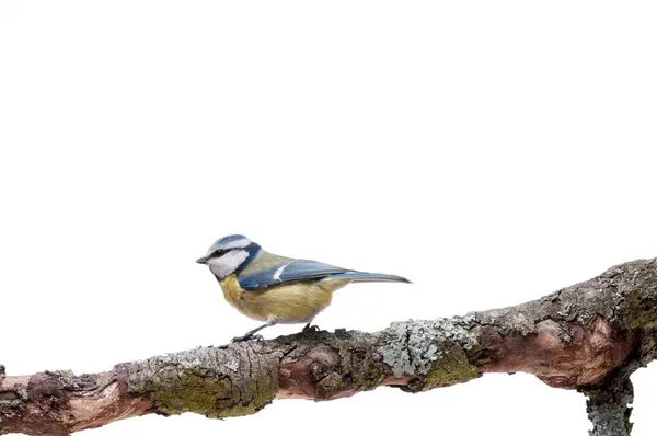 蓝山雀栖息在一个分支上, 在白色隔离 — 图库照片