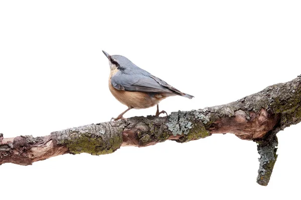 Sitta europaea Sitta europaea sur fond blanc — Photo