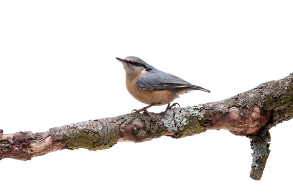 Sitta europaea Sitta europaea sur fond blanc — Photo