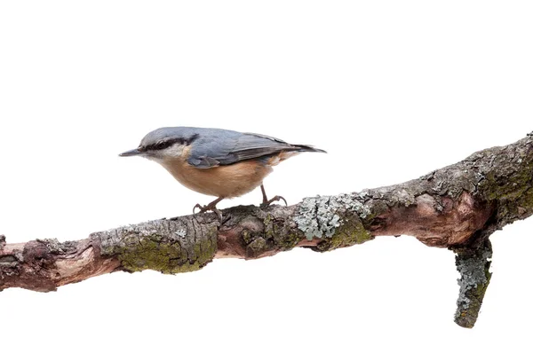 Europeiska nötväcka Sitta europaea på vit bakgrund — Stockfoto