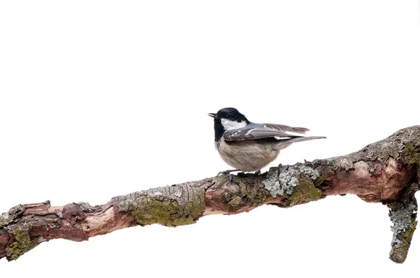 Coal tit isolated on white — Stock Photo, Image