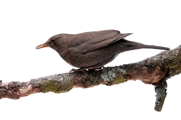 turdus merula bird isolated