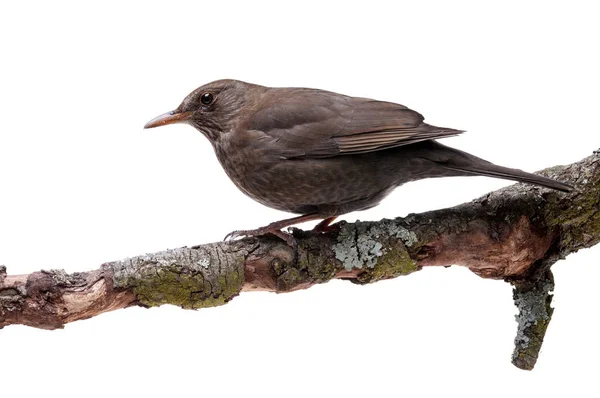 Turdus merula bird — стоковое фото