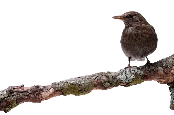 Turdus merula Vogel isoliert — Stockfoto