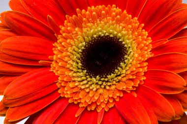 çiçek gerber daisy toplama
