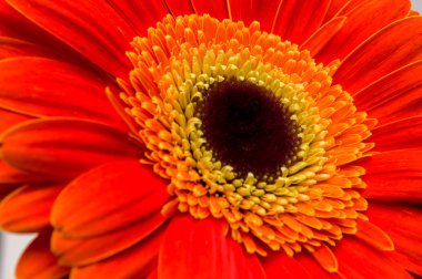 çiçek gerber daisy toplama