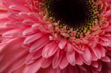 çiçek gerber daisy toplama