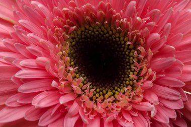 çiçek gerber daisy toplama