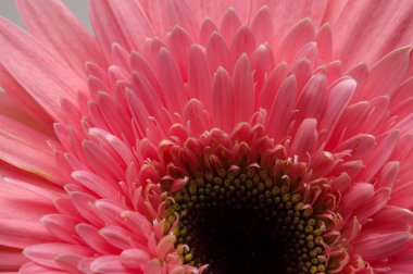 çiçek gerber daisy toplama