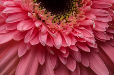 çiçek gerber daisy toplama