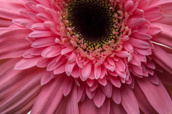 Flor de coleção de margarida de gerber — Fotografia de Stock