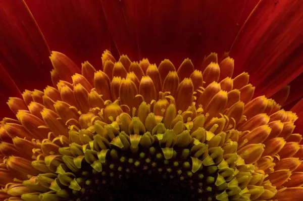 Квітка з колекції ромашки — стокове фото