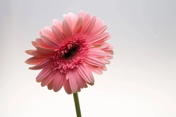 Kwiat zbioru gerber stokrotka — Zdjęcie stockowe