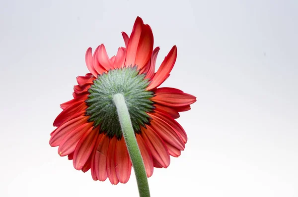Květ gerber daisy kolekce — Stock fotografie