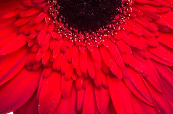 Çiçek gerber daisy toplama — Stok fotoğraf