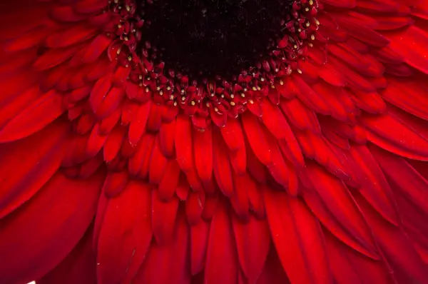 Flor de coleção de margarida de gerber — Fotografia de Stock