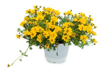 Çiçekler beyaz üzerinde plastik tencere