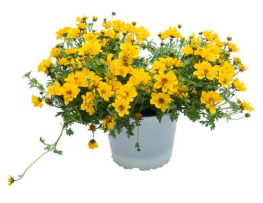 Çiçekler beyaz üzerinde plastik tencere