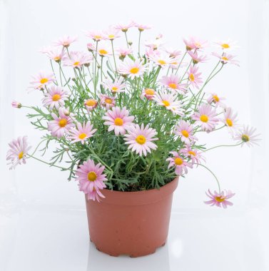 Çiçekler beyaz üzerinde plastik tencere