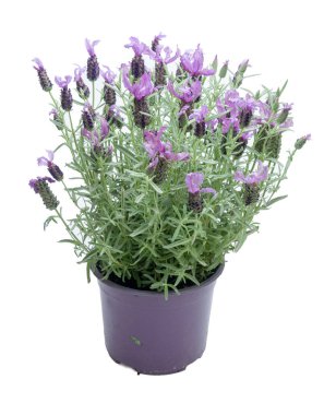 Çiçekler beyaz üzerinde plastik tencere