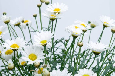 Çiçekler beyaz üzerinde plastik tencere