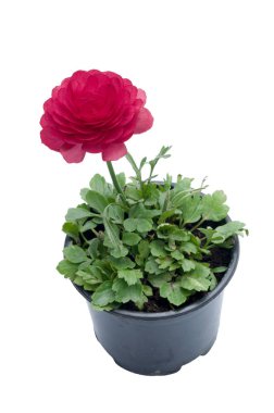 Çiçekler beyaz üzerinde plastik tencere